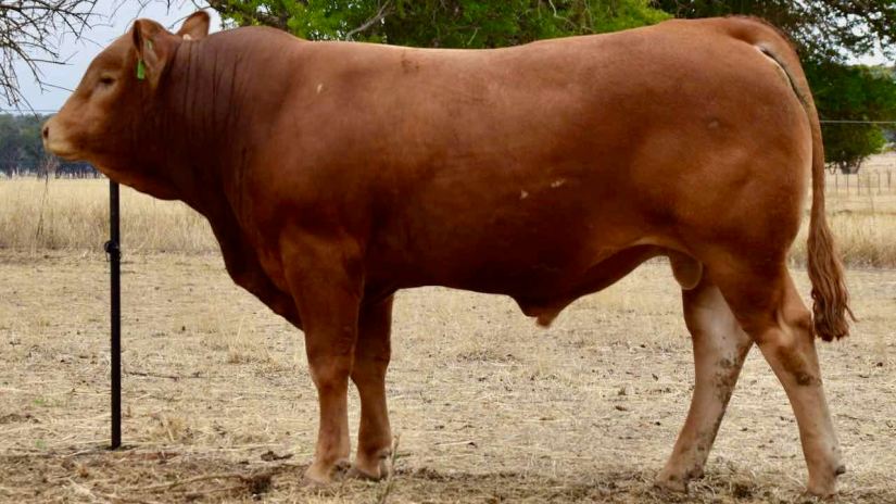 Lot 10 - JWMFP11 (1)